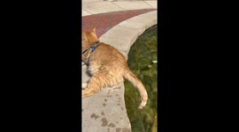 Leashed Cat Dips Tail In Water Fountain