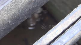 Kitten rescued from 8ft deep drain in Thailand