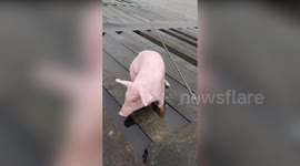 Fisherman reels in live pig during routine fishing trip
