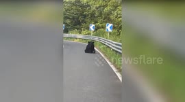 Injured bear with crushed leg pleads with passersby in car for help