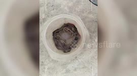 India: 17 cobras found in house in northern India, residents in panic
