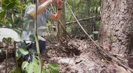 Largest rare Siamese crocodile nest group found in Cambodia