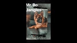 This was “ good boy” Bo. I had him for a brief time. Handsome, intelligent and full of energy. He was given to a special needs child. Currently living on a farm with a multitude of animals and land! Love ya bunches BO!
