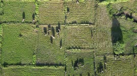 Whispers of the sri lanka elephant shadow video by drone