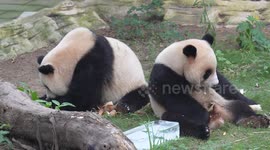 China: Giant Panda Cools Off in Chongqing Zoo