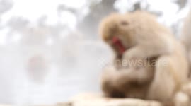 Snow Monkey grooms adorable baby in hot spring, in Nagano, Japan