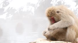 Snow Monkey Grooms baby in hot-spring in Japan