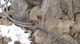 Baby Snow Monkeys play on wire in Nagano, Japan
