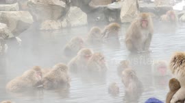 Group of snow monkeys bathe in hot spring in Nagano, Japan