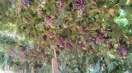 China: An Oasis Vineyard in Hami