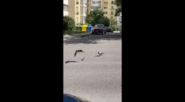 Rat chases crows in hilarious pursuit in Minsk