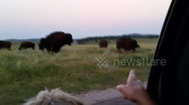 Bison rams truck while visitor films at Custer State Park
