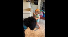 Child plays with poodle Henry in Calgary