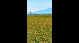 Magnificent sunflower blooms in China's Xinjiang