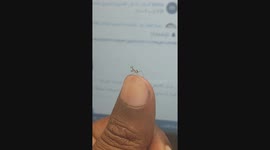 Very pleasant  A very cute little mantis. It walks on my finger during work time. It watches my laptop screen, greets me, and then quietly leaves.