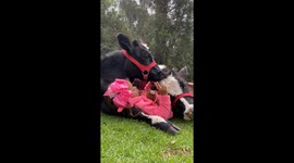 A Girl Sings To Her Cow Friends