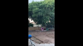 Old Cottonwood Tree Drops Huge Branch