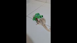 Sugar Glider Get's His Head Stuck in a Crocodile Toy