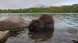 Beaver Sits Up to Groom