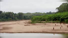 Untouched Amazonian tribe come dangerously close to loggers in Peru