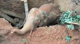 Elephant rescued from 20ft deep toilet pit by locals using excavator