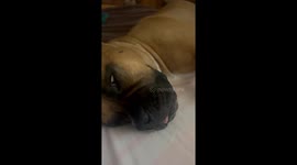 Dog in deep sleep looking scary