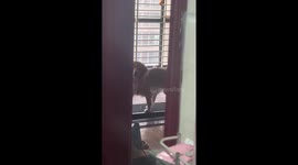 Golden Retriever runs on a treadmill with just his back legs