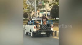 Pet dogs travel standing on pickup truck roof