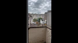 Seagull couple not being on squawking terms hints at trouble in paradise