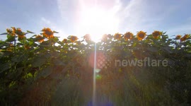 China: A Sunflower Field in The Sun in Zhangjiakou