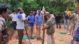 A rare 13-foot-long king cobra  unable to move back into the bushes as it was tired after mating was rescued in south india