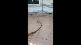 Rescue and feeding of abandoned kittens in Nakhon Si Thammarat