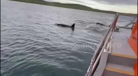 Lifeboat crew has close encounter with Orcas in Scotland