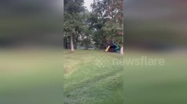 United States: Black Bear Spotted in Carbondale, Illinois