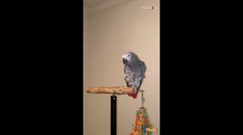 'Shukran!' - Talkative African Grey Parrot has a cute chat with human dad