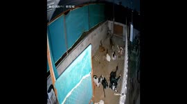 Leopard attacks on a group of goats in bhopal a farm , cctv captured the hunt