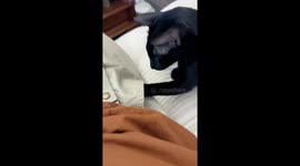 Ingenious kitten in China finds creative way to stay warm