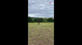 Rider thrown to ground as horse bucks unexpectedly during ride