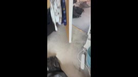 Mischievous cat reminds human that attracting trouble is her strong suit
