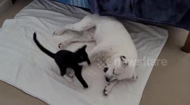 Cat and Dog playing fighting