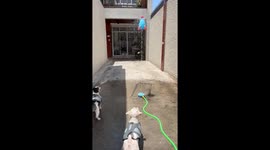 Pet dogs baffled by sprinkler rocket