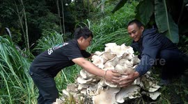 Chinese villagers astonished by discovery of giant mushrooms weighing over 50kg