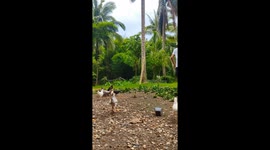 Flock of farm chickens chase owner around the yard