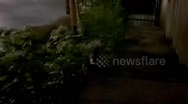 Hilarious moment dad catches his dog 'making friends' with wild skunk
