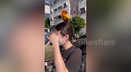 Pet parrot refuses to leave woman's head