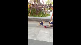 Pair of pet pugs ride skateboard together