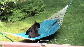 Bear Falls Out of Hammock