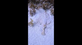 Electric Ray Disappears Into Sand