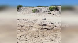 USA: Kemp's Ridley Sea Turtles Perform Unique