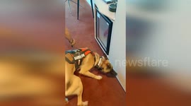 France: Spanish Police and K9 Units Conduct Room Inspections for Paris Olympics 2024